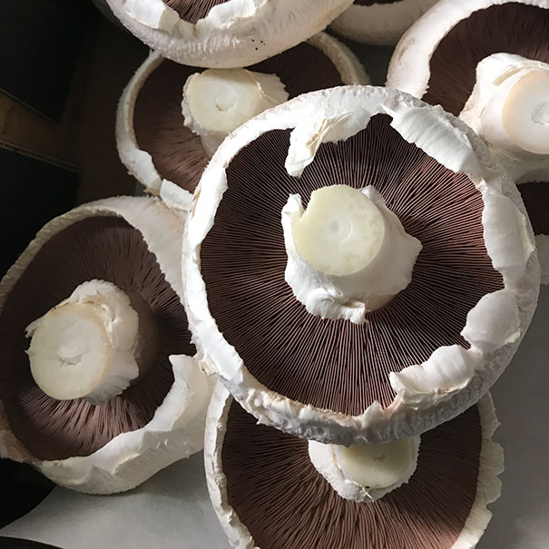 Cap Mushrooms