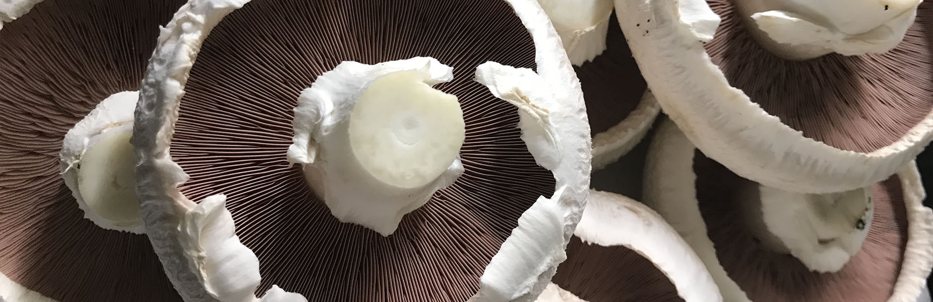 Mushroom Closeup