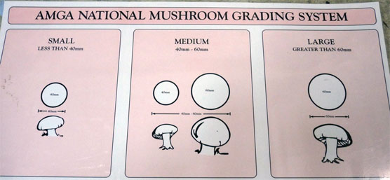 Mushroom Grading System