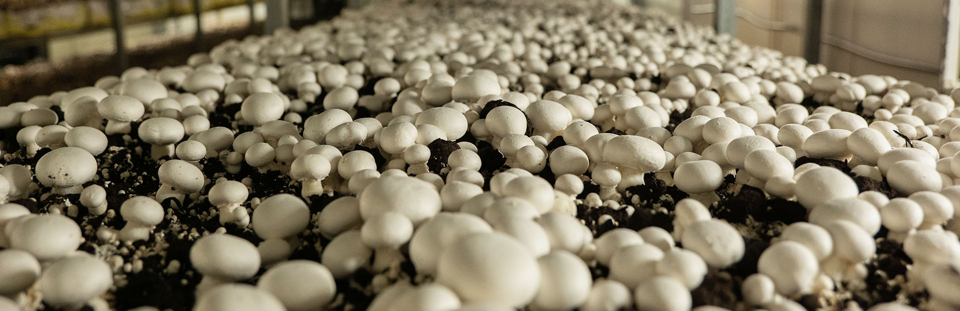 Mushroom's Growing
