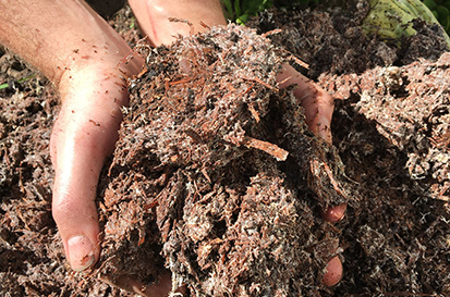 Mushroom Compost