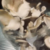 Oyster Mushroom DIY Kit