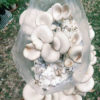 Oyster Mushroom DIY Kit